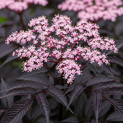 3ft Black Elderberry | Sambucus Black Lace | 3L Pot